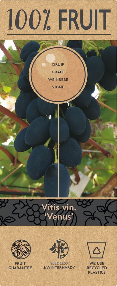 Vitis 'Venus'