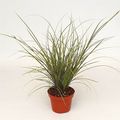 Carex brunnea 'Jubilo'