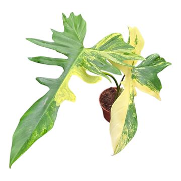 Philodendron 'Kitina'