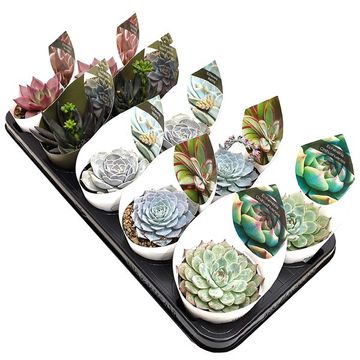 Echeveria MIX