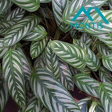 Ctenanthe oppenheimiana