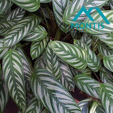 Ctenanthe oppenheimiana