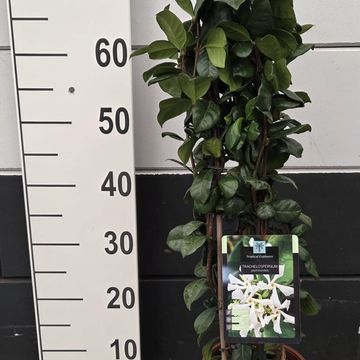 Trachelospermum jasminoides