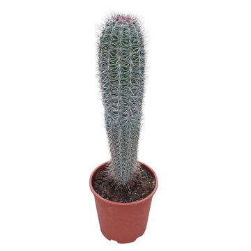 Pachycereus pringlei