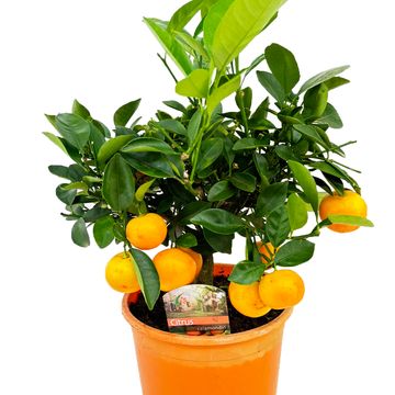 Citrus x microcarpa