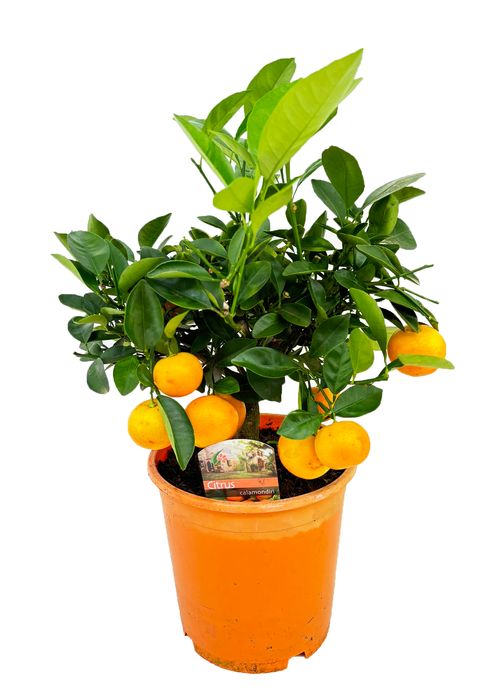 Citrus x microcarpa