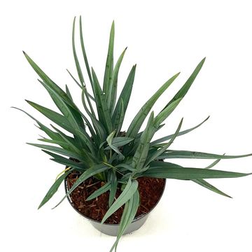 Dianella caerulea CASA BLUE