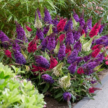 Buddleja davidii BUTTERFLY CANDY MIX