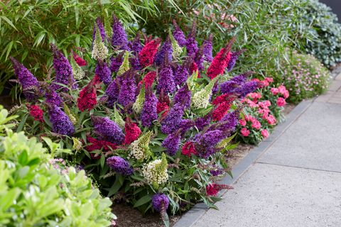 Buddleja davidii BUTTERFLY CANDY MIX