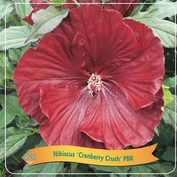 Hibiscus SUMMERIFIC CRANBERRY CRUSH