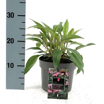 Echinacea purpurea 'Magnus'