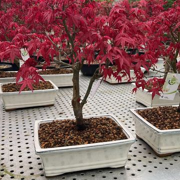 Acer palmatum 'Deshôjô'
