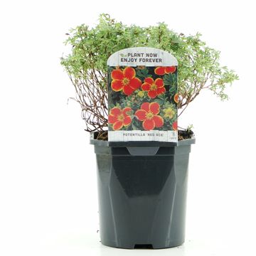 Potentilla fruticosa 'Ред Эйс'