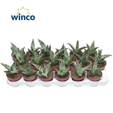 Aloe variegata