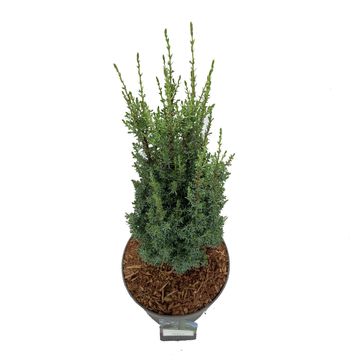 Juniperus communis 'Arnold'