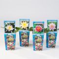 Nymphaea MIX