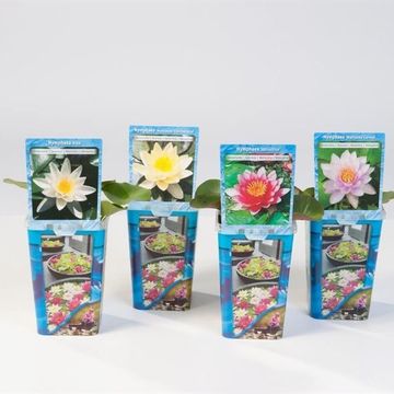 Nymphaea MIX