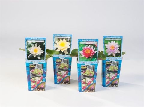 Nymphaea MIX
