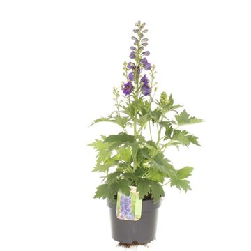 Delphinium x cultorum 'Dignity Blue Shades'