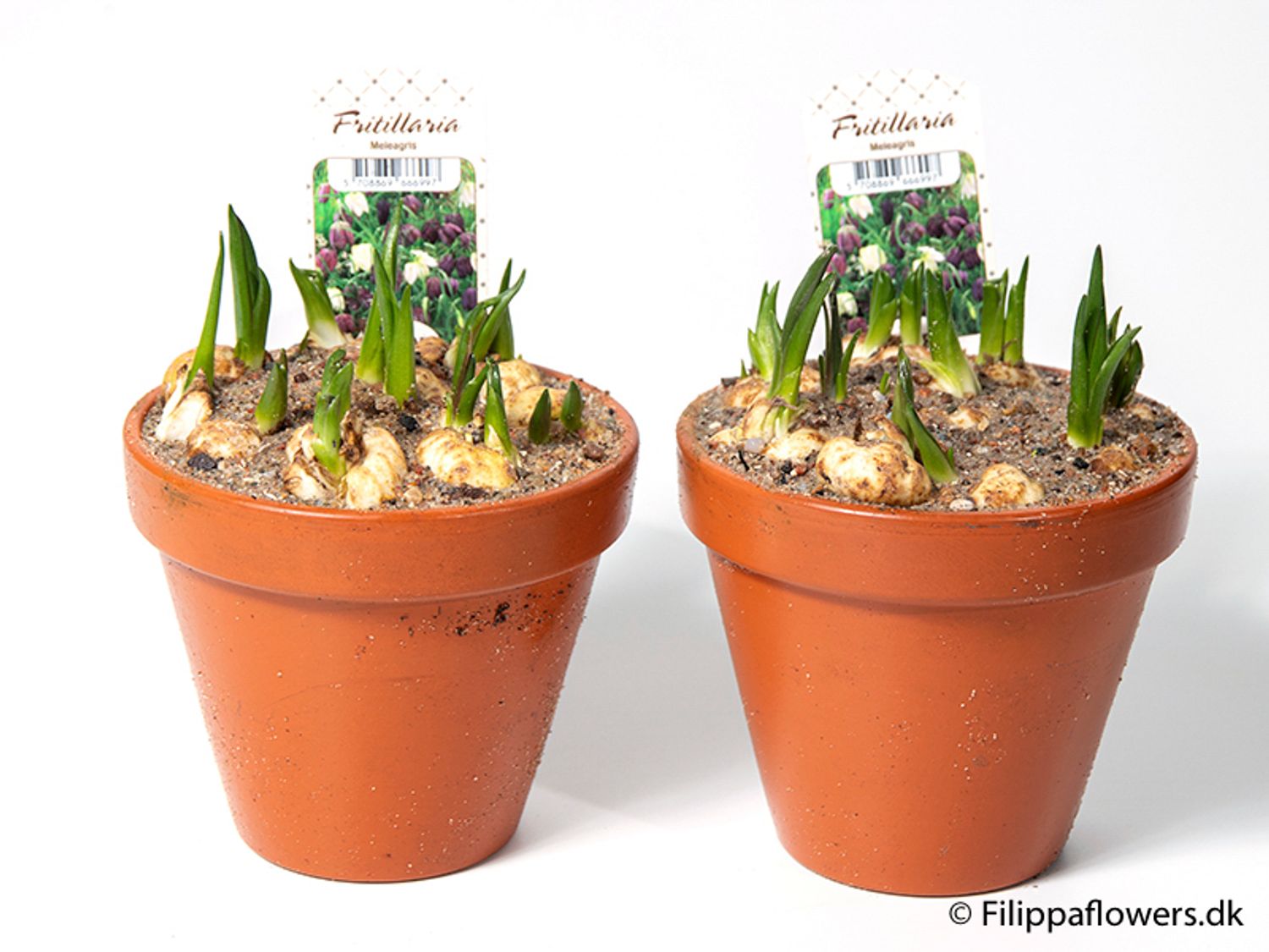 Fritillaria meleagris — Plant Wholesale FlorAccess