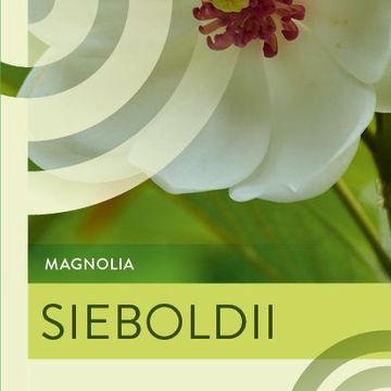 Magnolia sieboldii