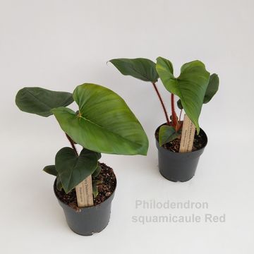 Filodendron squamicaule 'Red'