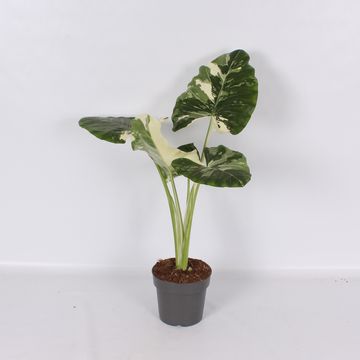 Alocasia macrorrhizos 'Albo Variegata'