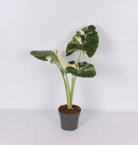 Alocasia macrorrhizos 'Albo Variegata'