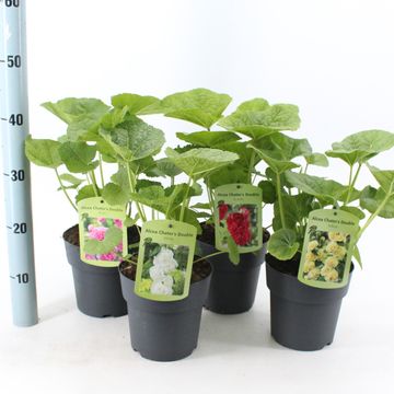 Alcea rosea CHATER'S DOUBLE MIX