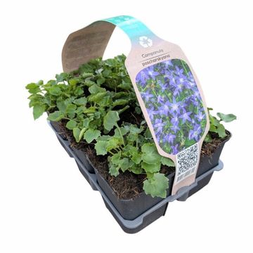 Campanula poscharskyana ADANSA PURPLE