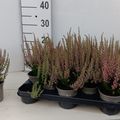 Calluna vulgaris BEAUTY LADIES MICHELLE