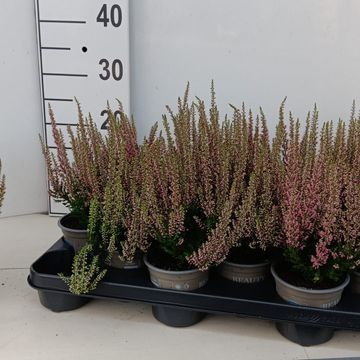 Calluna vulgaris BEAUTY LADIES MICHELLE