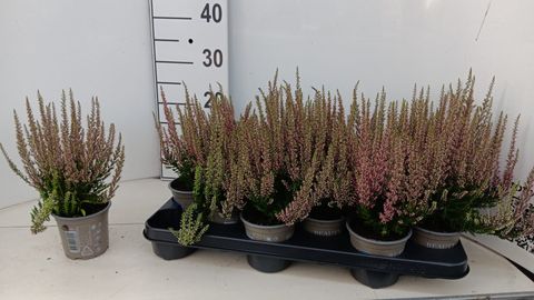 Calluna vulgaris BEAUTY LADIES MICHELLE