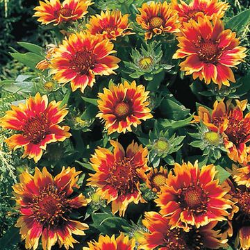 Gaillardia 'Kobold'