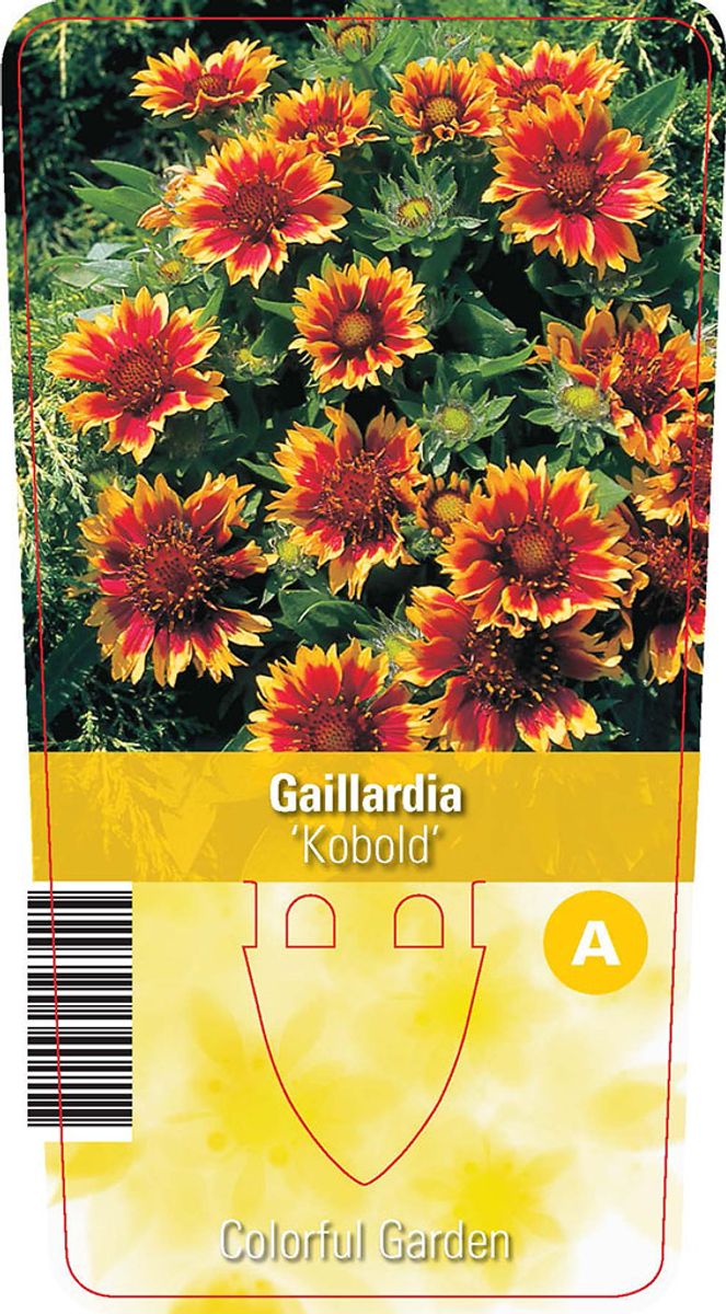 Gaillardia aristata online kobold