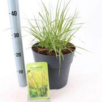 Molinia caerulea 'Edith Dudszus'