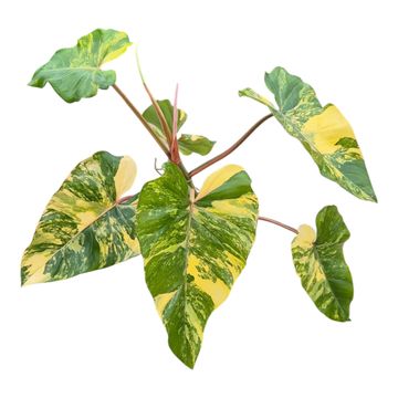 Philodendron x domesticum 'Variegata'
