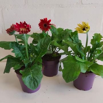 Gerbera FLORI LINE MIX