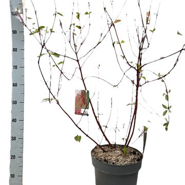 Cornus alba BATON ROUGE