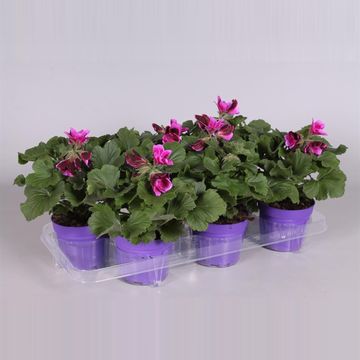 Pelargonium 'Elegance Judith'
