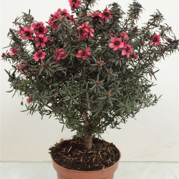 Leptospermum scoparium