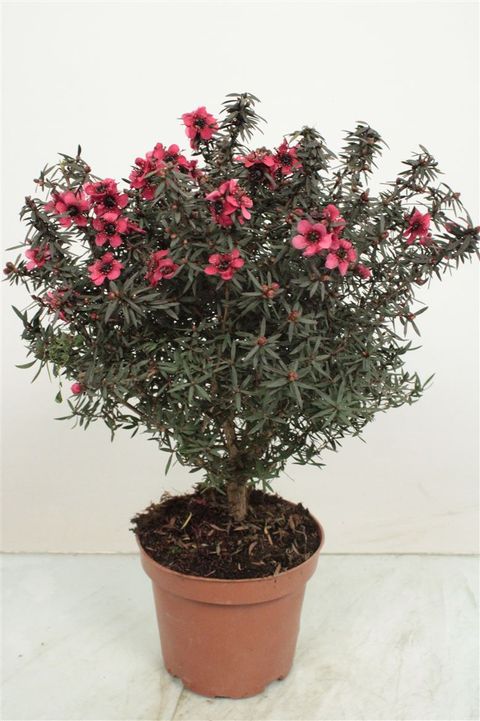 Leptospermum scoparium