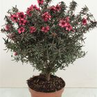 Leptospermum scoparium