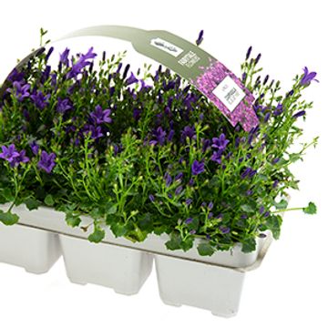 Campanula portenschlagiana 'BLUE GET MEE (6x)'