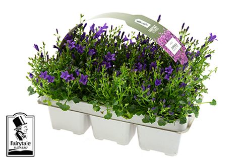 Campanula portenschlagiana 'BLUE GET MEE (6x)'