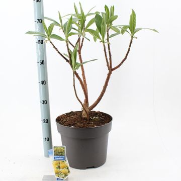 Edgeworthia chrysantha 'Grandiflora'