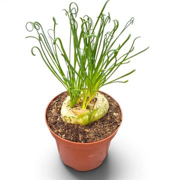 Albuca spiralis