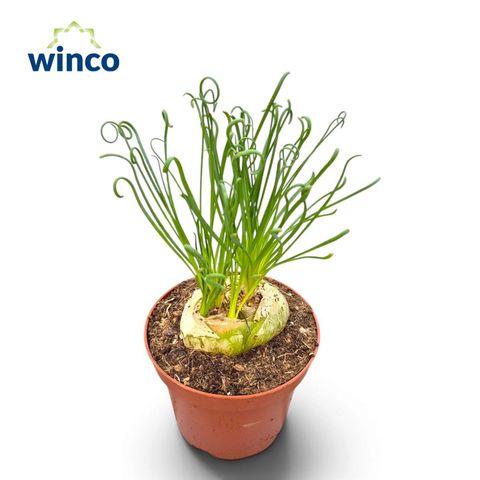 Albuca spiralis