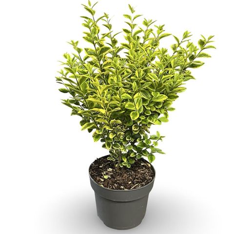 Ligustrum ovalifolium 'Aureum'