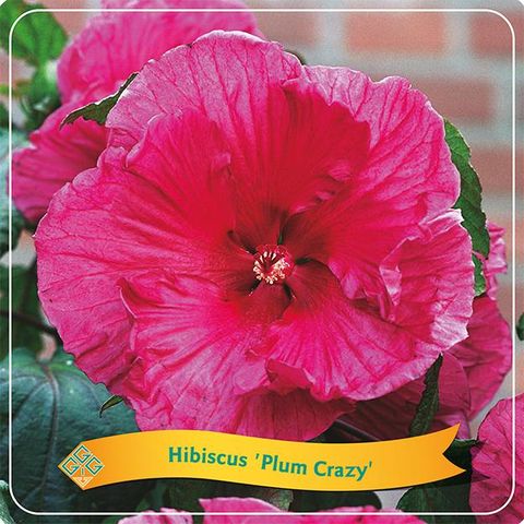 Hibiscus 'Plum Crazy'